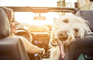 Dog appreciates las vegas mobile mechanics